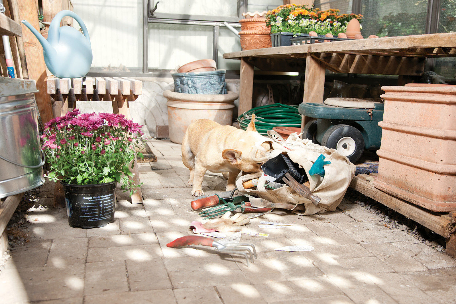 PetSafe Paws Barrier Extra Receiver ROHS