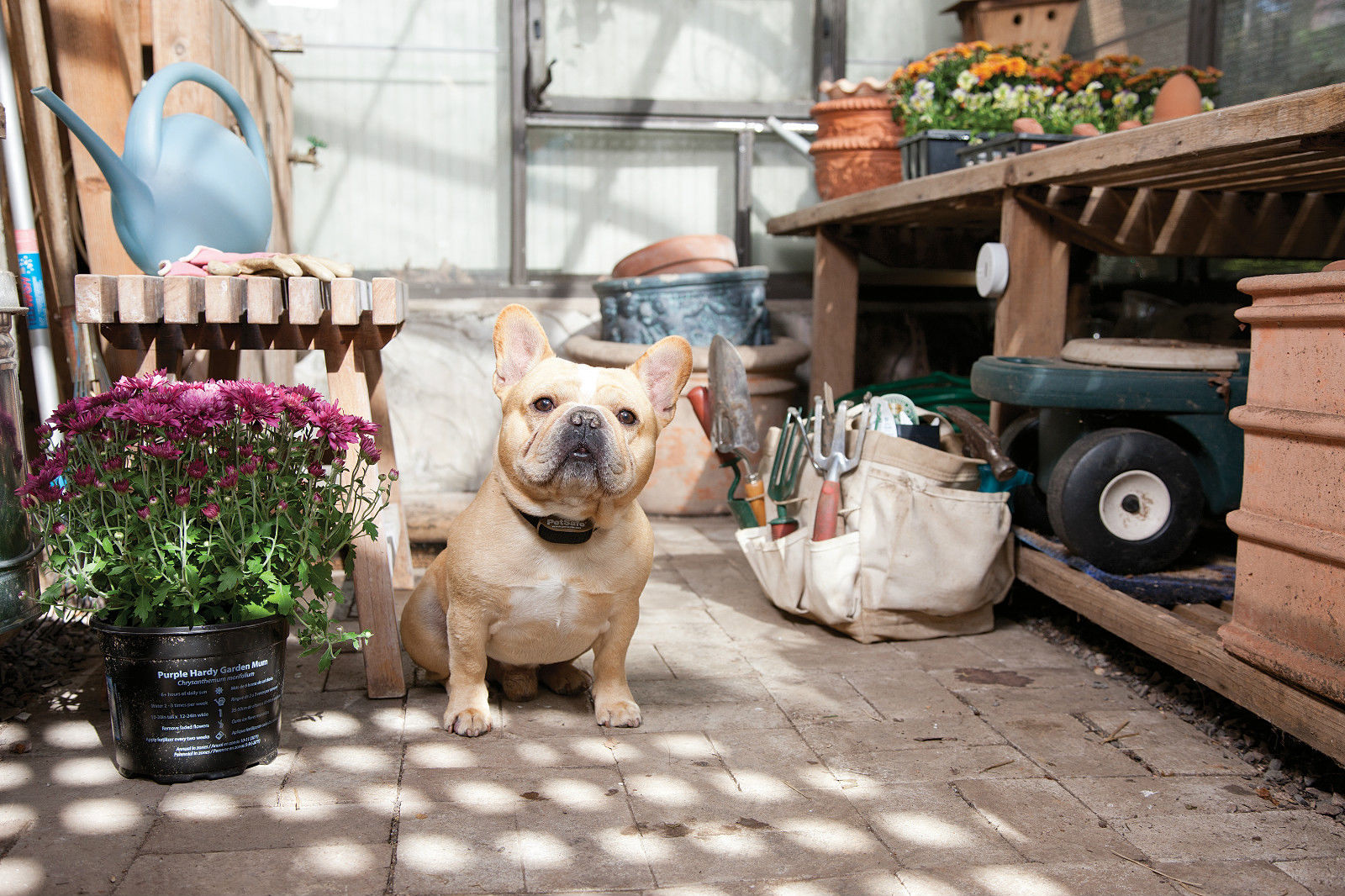 PetSafe Paws Barrier Extra Receiver ROHS