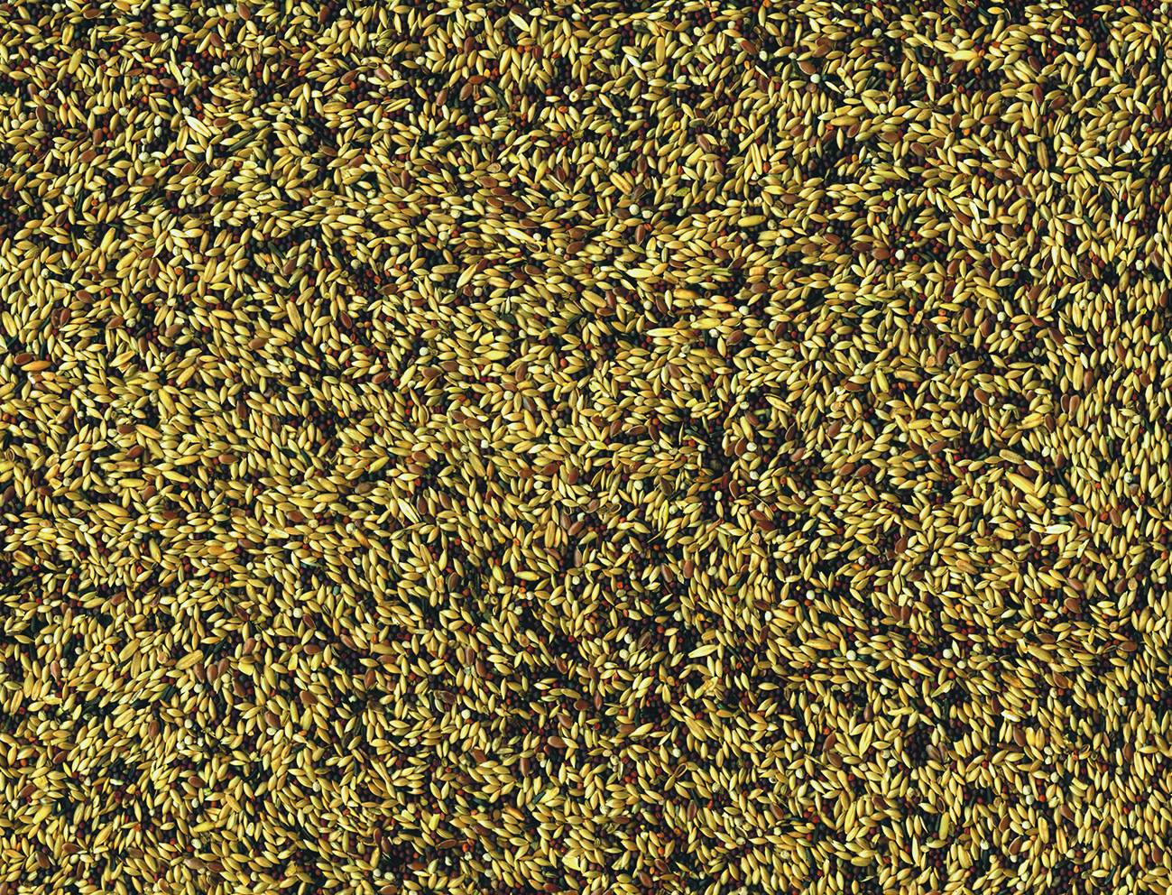 Vadigran Canaries 1 kg