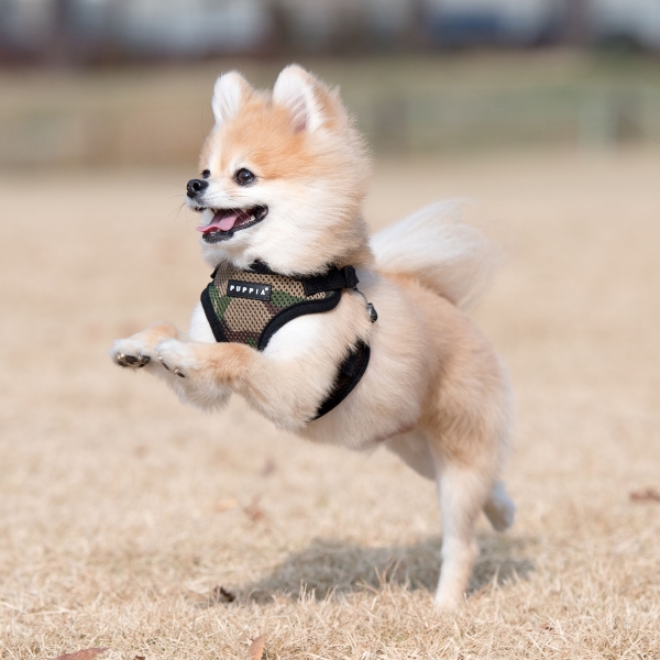 PUPPIA SOFT HARNESS C SKY BLUE S Neck 11.0-12.6" Chest 12.2-13.8"