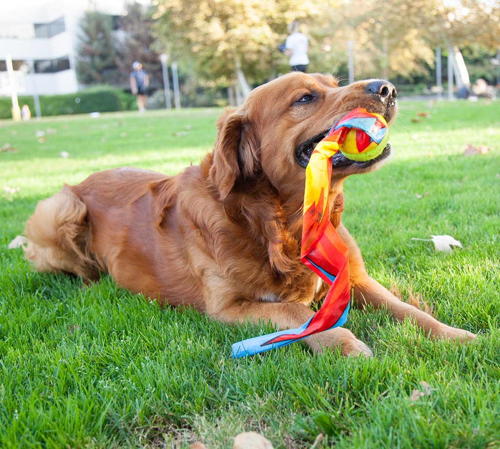 Outward Hound Comet Fetch Ball Mlt LG