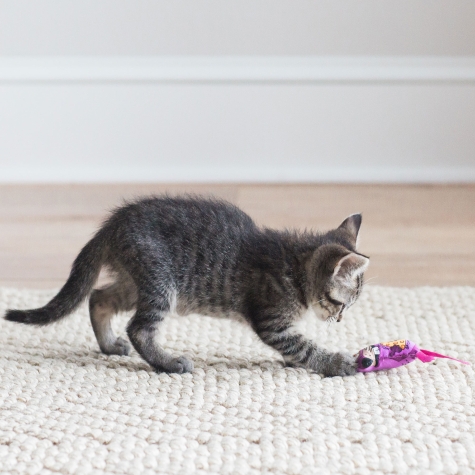 PETMATE FAT CAT CLASSIC APPETEASERS - 2CT - (PACK OF 3)