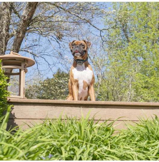 Pet Safe Spray Bark Collar -2019 model(1BOX-2)